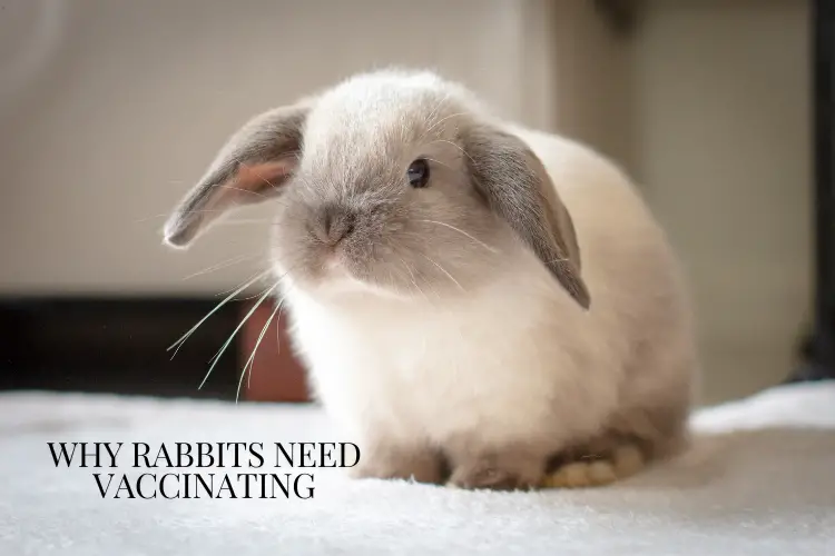 lop rabbit standing on fur rug