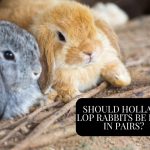 rabbits in pairs