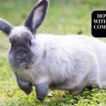 holand lop rabbit focus (1)