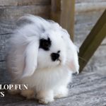 holand lop rabbit focus