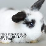 holland lop rabbit focus