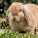 holland rabbit focus