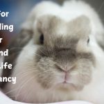 Holland Lop Rabbit Lifespan: Care Tips for a Long, Healthy Life