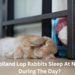 Holland lop is sleeping under table (Do Holland Lop Rabbits Sleep At Night Or During The Day?)