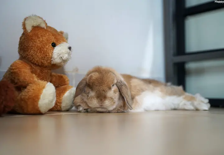 Understanding Holland Lop Rabbit Alone Time Requirements