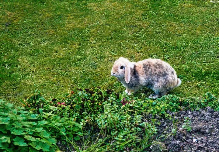 Understanding Holland Lop Rabbit Alone Time Requirements